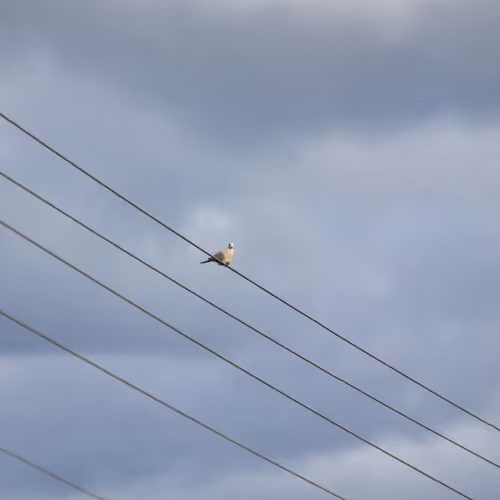 The Watcher - OD89YXJCEM