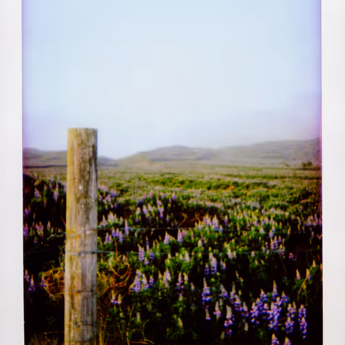 Polaroids Little Moments