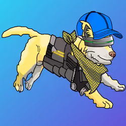 Zoomie Pack #13