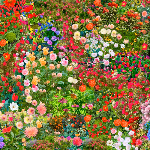 Flowers 54