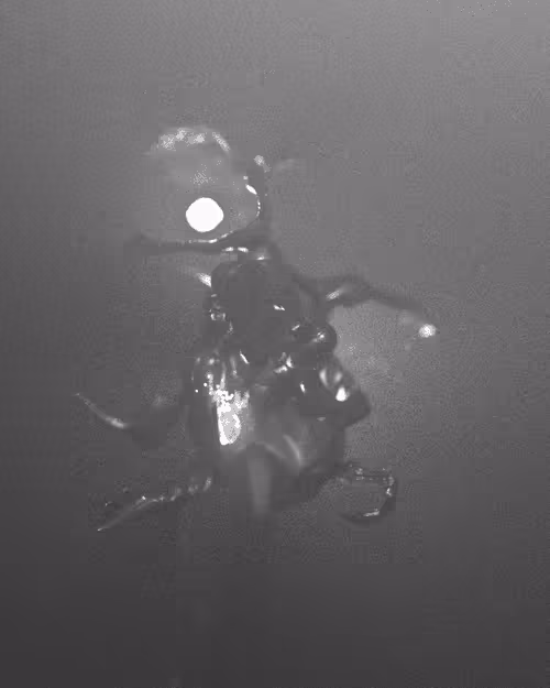 Item #9300190002 Media