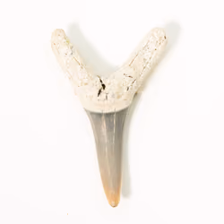 Megalodon Ranch