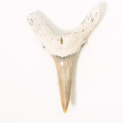 Megalodon Ranch
