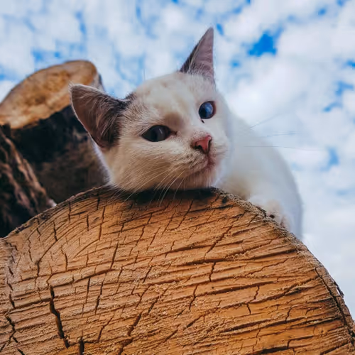 LOOKIN' AT YOU