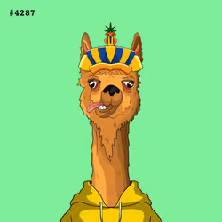 Crypto Llama #4287