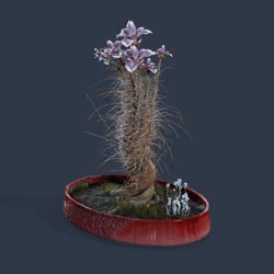 Evolving Forest #2720