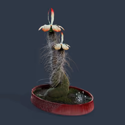 Evolving Forest #8097