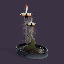 Evolving Forest #1796