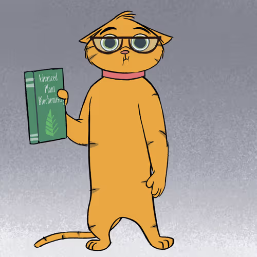 Stoner Cats Official