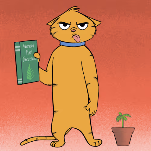 Stoner Cats Official