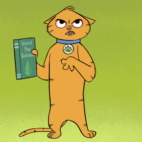 Stoner Cats Official