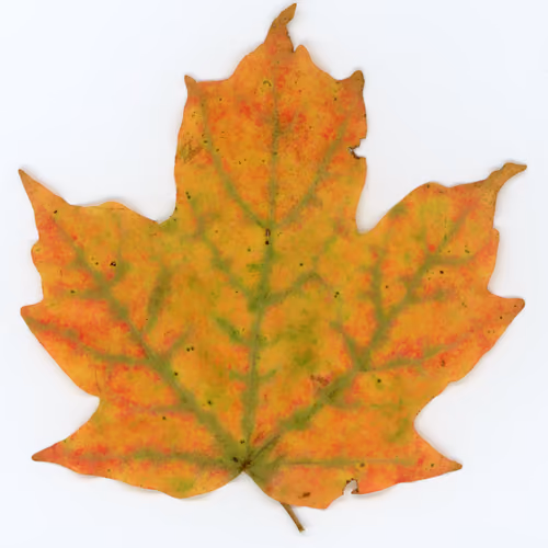 Autumnatic Intimacy #8