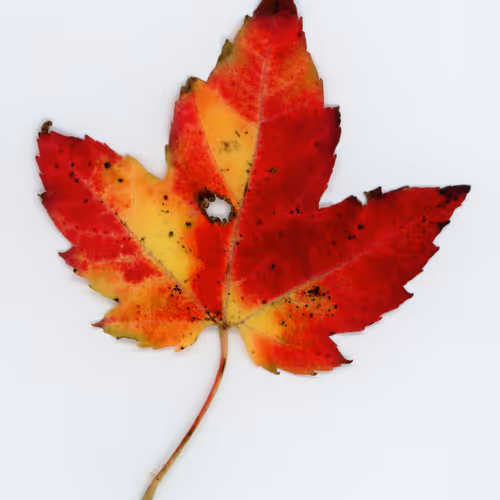 Autumnatic Intimacy