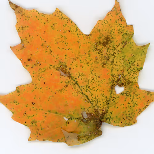 Autumnatic Intimacy