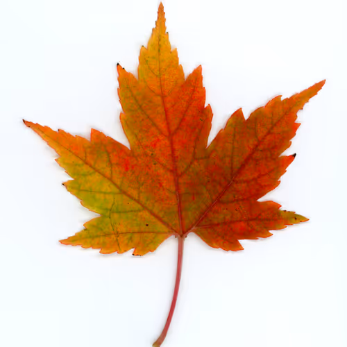 Autumnatic Intimacy