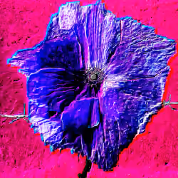 Flower #05 by CYDR