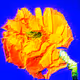 Flower #44 by CYDR