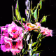 The Flower Garden
