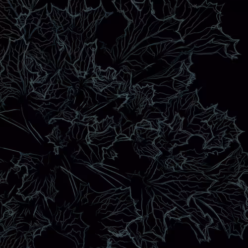 Sea Holly