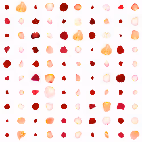 Infinite Petals By Sarah Meyohas