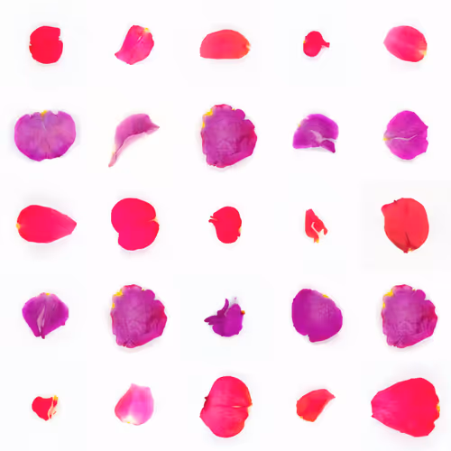 Infinite Petals By Sarah Meyohas