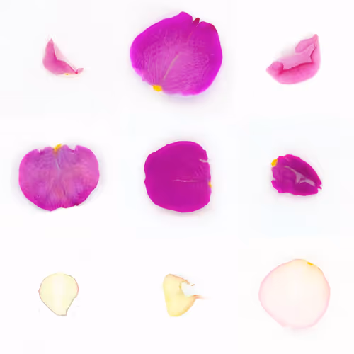 Infinite Petals By Sarah Meyohas