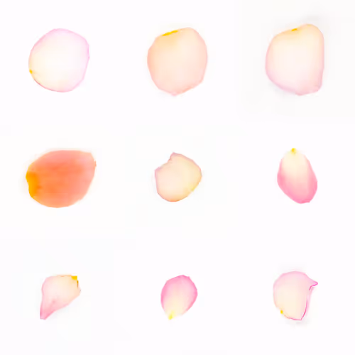 Infinite Petals By Sarah Meyohas