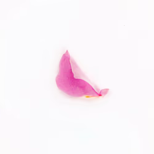 Infinite Petals By Sarah Meyohas
