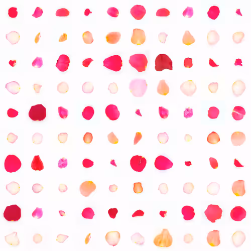 Infinite Petals By Sarah Meyohas