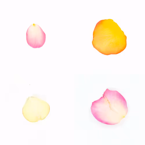 Infinite Petals By Sarah Meyohas