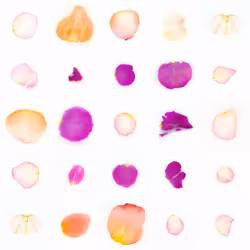 Infinite Petals 5x5#1125