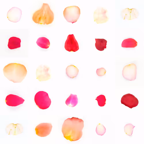 Infinite Petals By Sarah Meyohas
