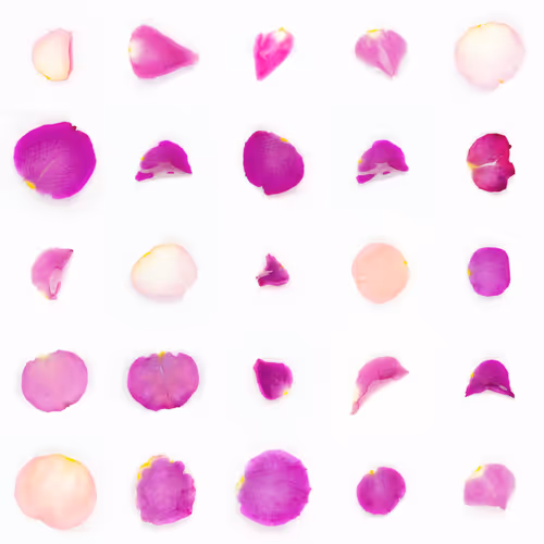 Infinite Petals By Sarah Meyohas