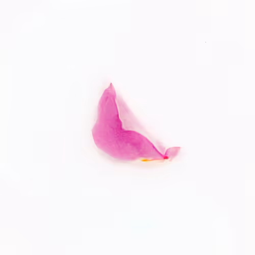 Infinite Petals By Sarah Meyohas
