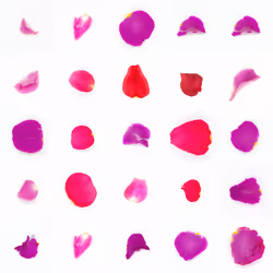 Infinite Petals 5x5#20941