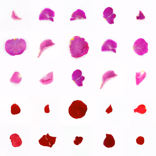 Infinite Petals By Sarah Meyohas