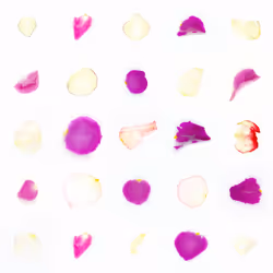 Infinite Petals 5x5#21412