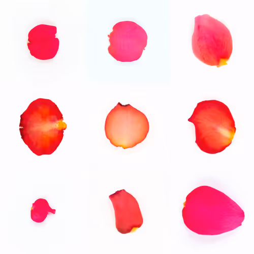 Infinite Petals By Sarah Meyohas