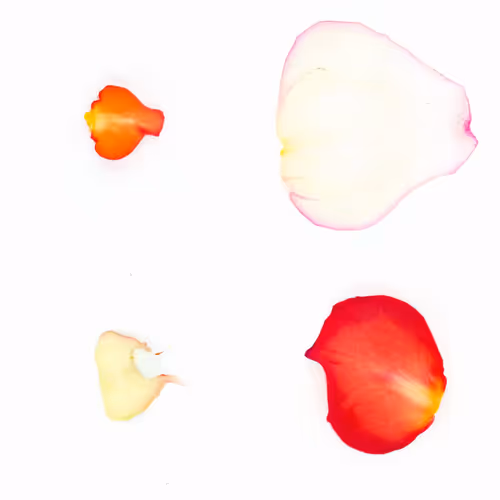 Infinite Petals By Sarah Meyohas