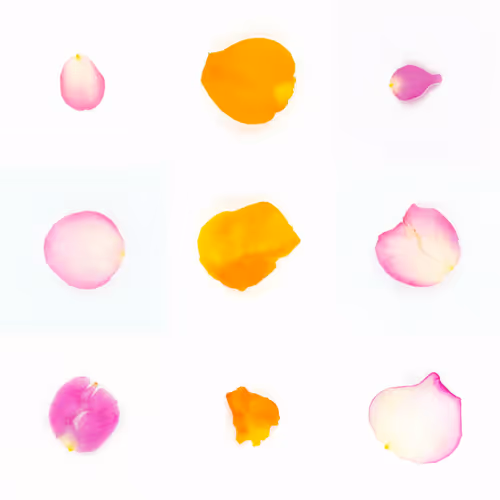 Infinite Petals By Sarah Meyohas