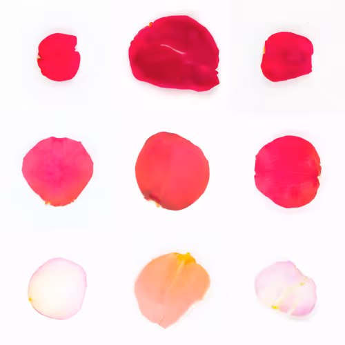 Infinite Petals By Sarah Meyohas