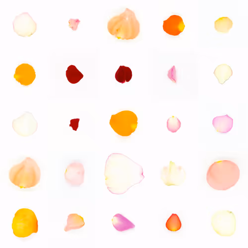 Infinite Petals By Sarah Meyohas
