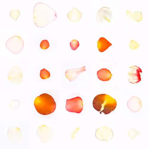 Infinite Petals By Sarah Meyohas