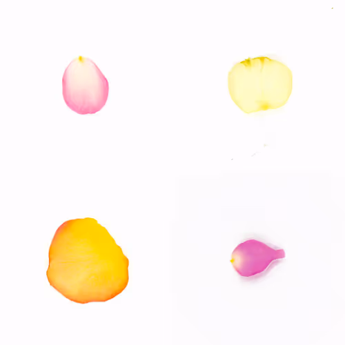Infinite Petals By Sarah Meyohas