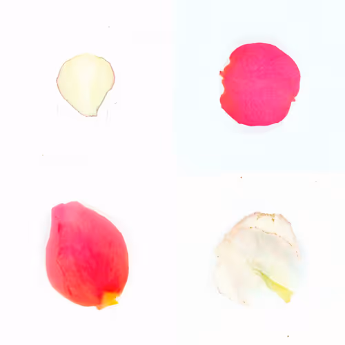 Infinite Petals By Sarah Meyohas