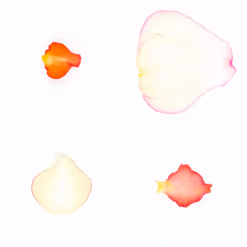 Infinite Petals By Sarah Meyohas