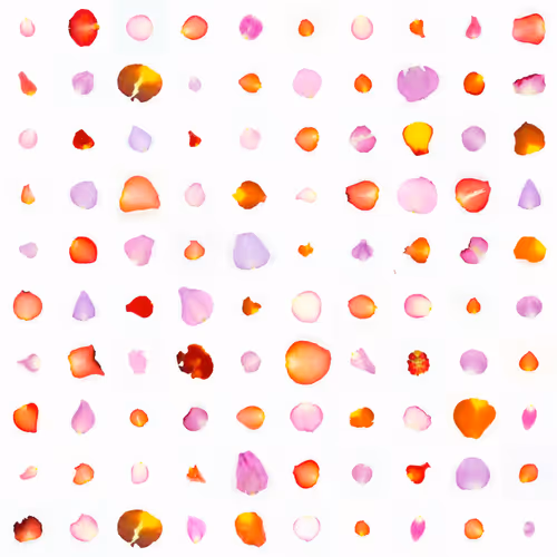 Infinite Petals By Sarah Meyohas