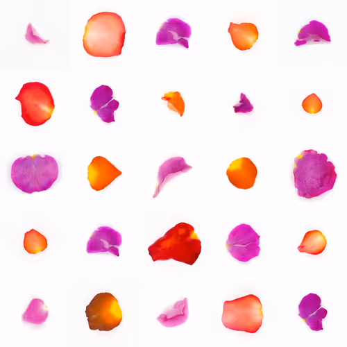 Infinite Petals By Sarah Meyohas