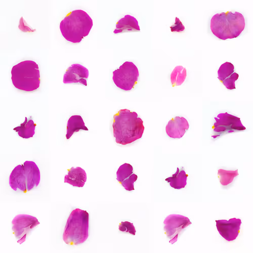 Infinite Petals By Sarah Meyohas