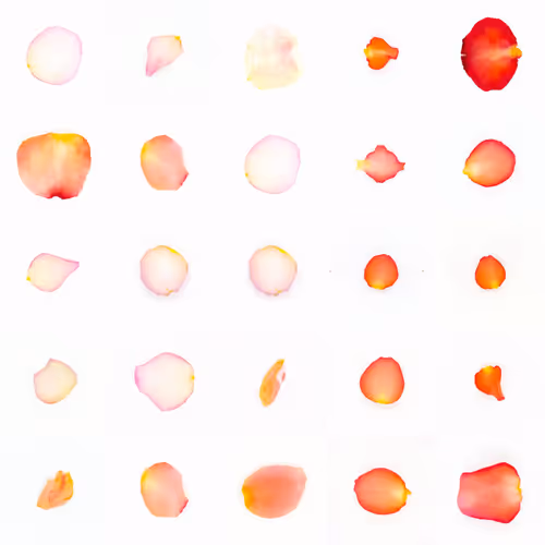 Infinite Petals By Sarah Meyohas
